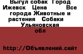 Выгул собак. Город Ижевск › Цена ­ 150 - Все города Животные и растения » Собаки   . Ульяновская обл.